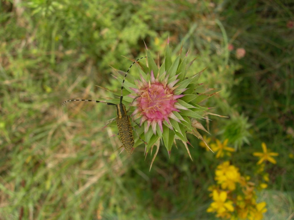 Agapanthia sicula malmerendii, Cerambycidae